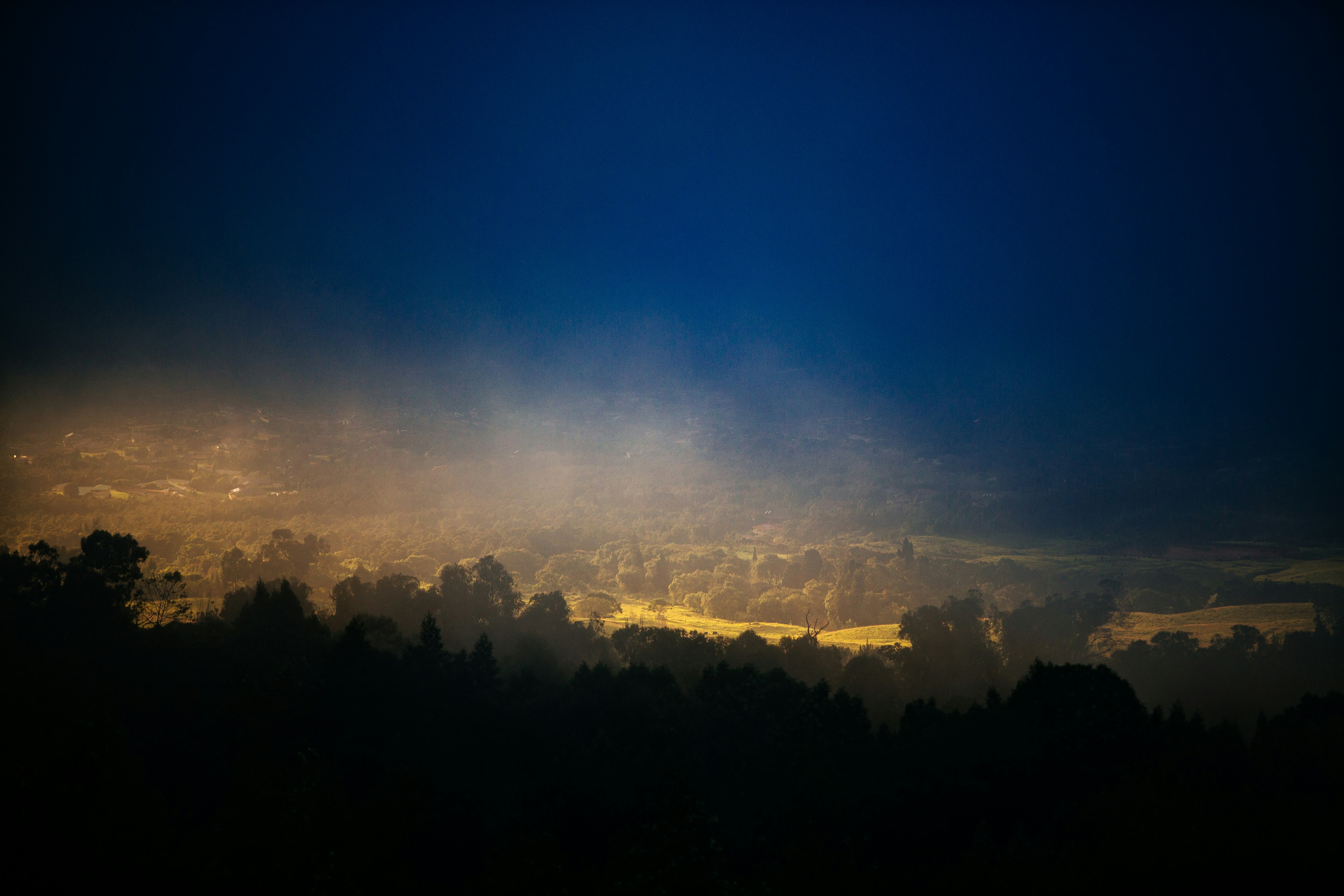 silhouette photography of trees